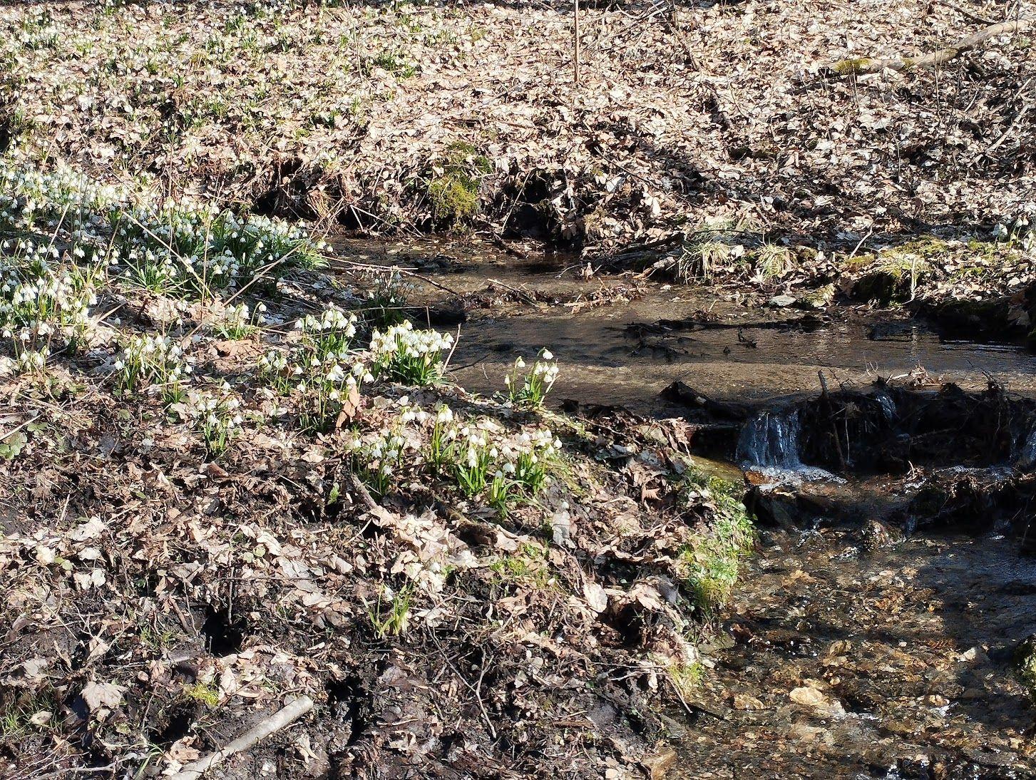 Tip na výlet: jarní příroda Orlických hor