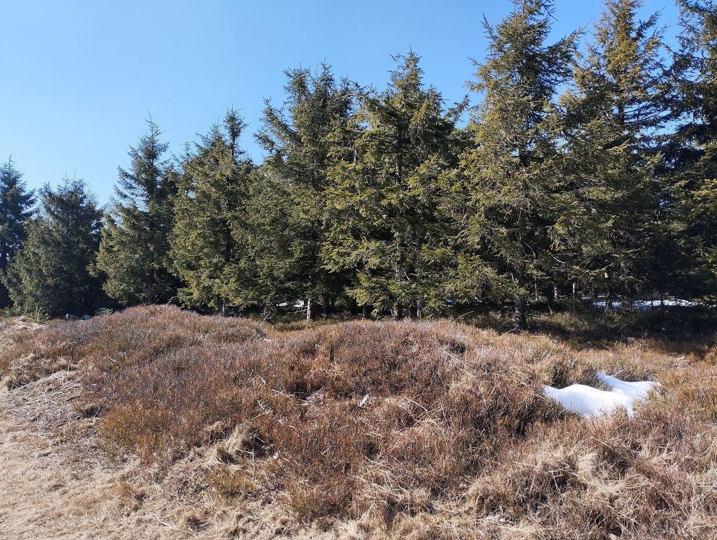 Tip na výlet: jarní příroda Orlických hor