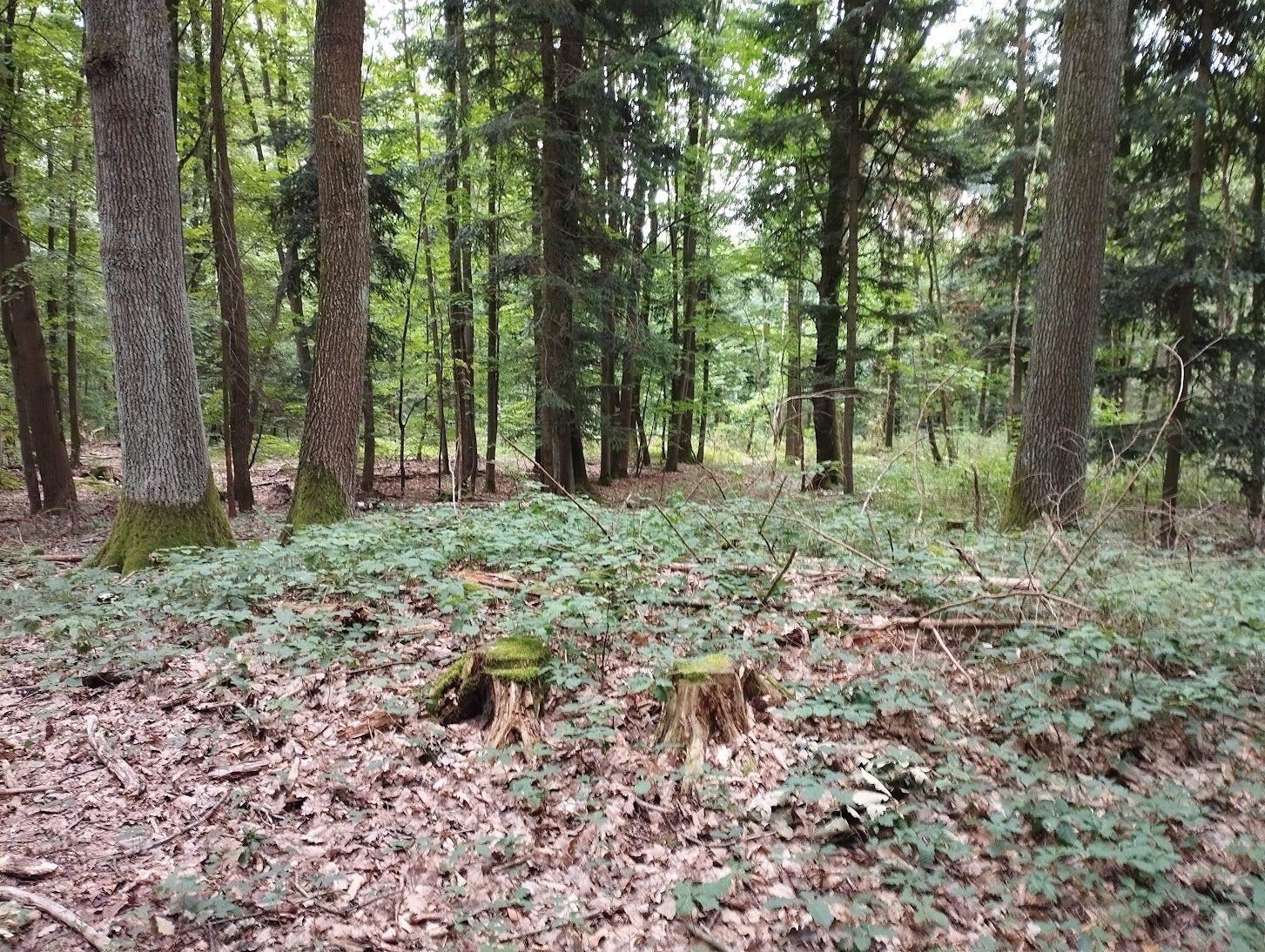 Nenápadné Chábory ukrývají mohylové pohřebiště i zaniklý hrad