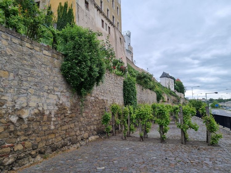Regionální fenomén: Vinice nad Ptáckou navazuje na historickou tradici
