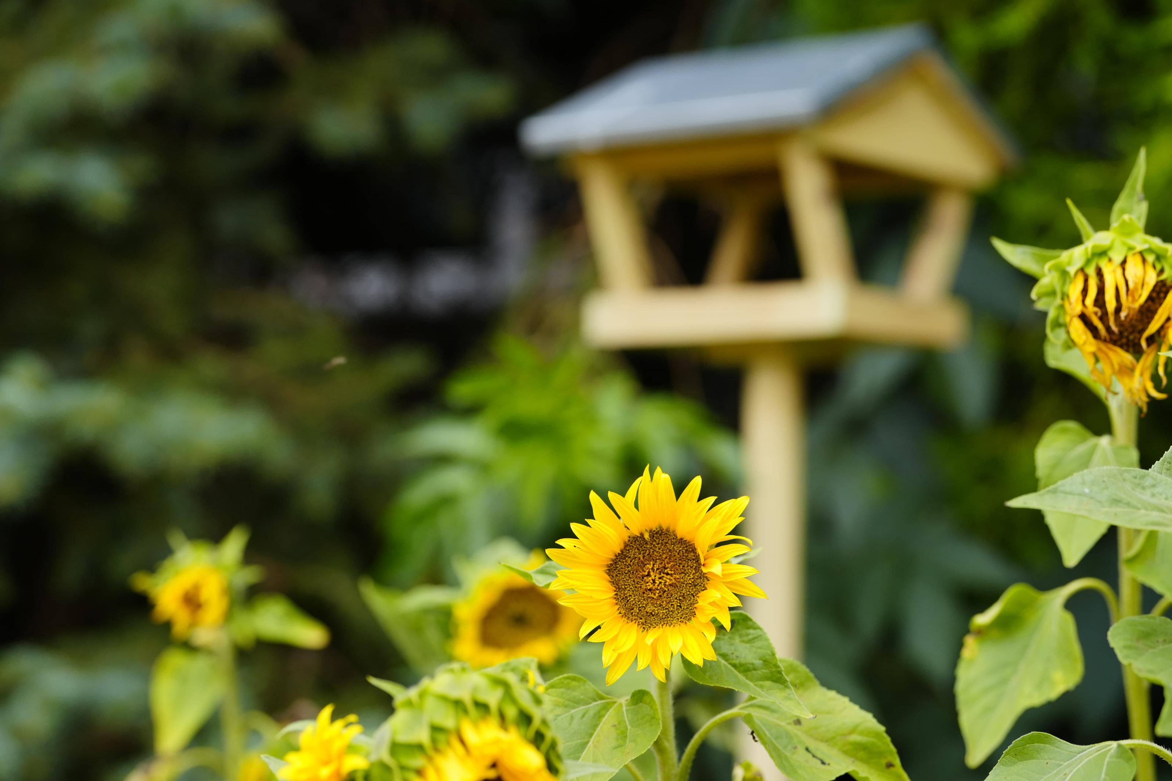 Milada Vrbová: Ve městě je biozahrada zelenou oázou, poskytuje cenné útočiště mnoha živočichům