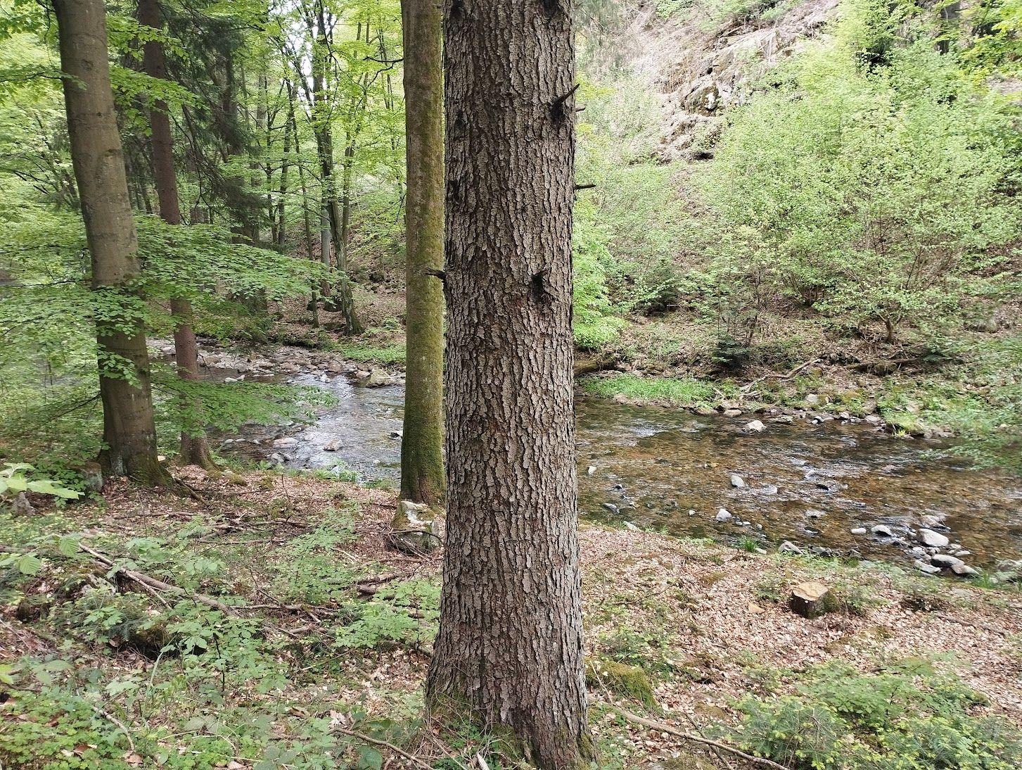 Toulky Rychnovskem: putování po proudu Zdobnice